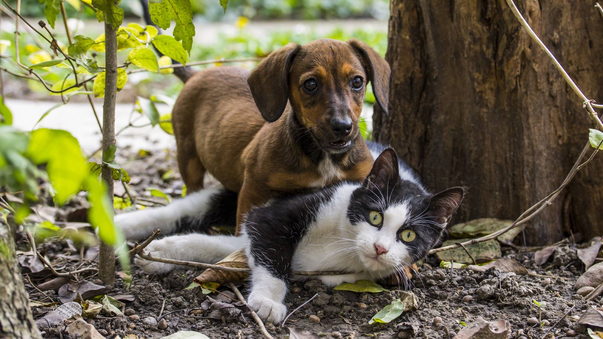 animales-cvSA-landscape (22)